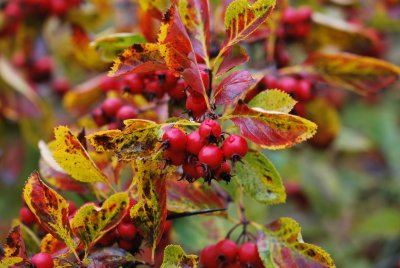Crataegus crus-galli - hloh kuří noha - plody2